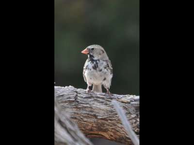 Harris' Sparrow at Crowder Lake