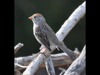 First-year White-Crowned Sparrow