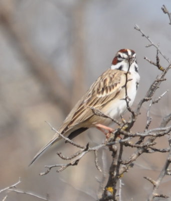 Lark Sparrow (Chondestes grammacus) at Crowder Lake State Park, OK