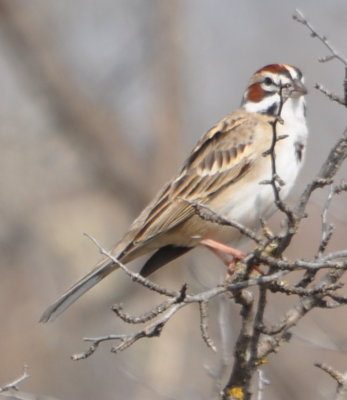 Lark Sparrow at Crowder Lake