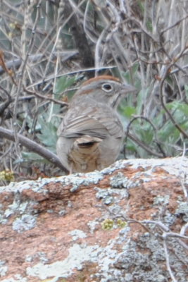 Rufous-Crowned Sparrow (Aimophila ruficeps) at Quartz Mountain State Park near Altus, OK