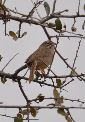 The Rufous-Crowned Sparrow hopped into a nearby tree and soon started singing to us.