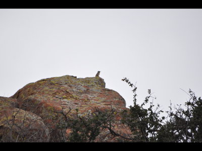 On a rock above us, a Rock Wren (Salpinctes obsoletus) also made its presence known.