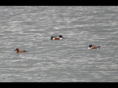 We drove on into Altus and visited the Altus City Lake where we saw this male Cinnamon Teal (Anas cyanoptera) swimming with a couple of male Northern Shovelers (Anas clypeata).
