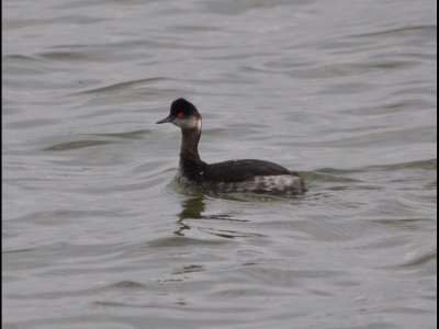 There were also Eared Grebes (Podiceps nigricollis) on the lake; note no white tip on bill and no red line from eye to bill.