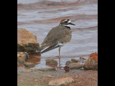 We also found this Killdeer (Charadrius vociferus) along the shore.