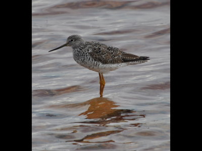 In one corner of the lake, this Greater Yellowlegs (Tringa melanoleuca) was wading. This was our last birding stop for the day.