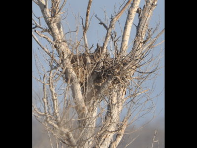 Saturday morning we loaded into our cars and started caravaning toward Eldorado, but stopped just north of there to look at this Great Horned Owl (Bubo virginianus) in a big nest in top of a tree well off the highway. The owl seemed to be hiding behind a branch of the tree and we never got a clear look at it.