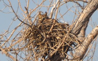 South of Eldorado we stopped for another Great Horned Owl that allowed a little better view.