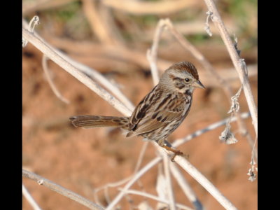 At the same stop, we saw this Song Sparrow (Melospiza melodia) along a creek bed below us.
