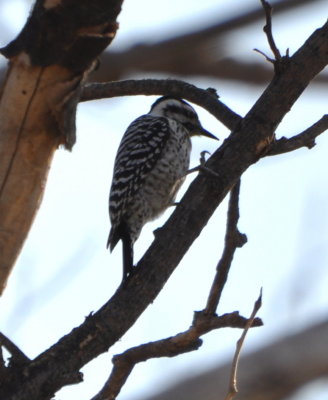 On the other side of the road, this female Ladder-Backed Woodpecker (Picoides scalaris) flew up to a tree and pecked around.