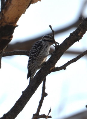 Ladder-Backed Woodpecker south of Eldorado, OK