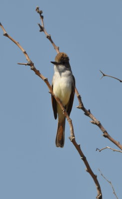 Farther down the road we were looking for Verdin, but found this Ash-Throated Flycatcher (Myiarchus cinerascens) instead.
