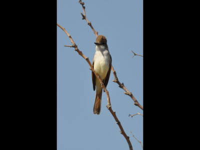 Ash-Throated Flycatcher south of Eldorado, OK
