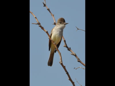 Ash-Throated Flycatcher