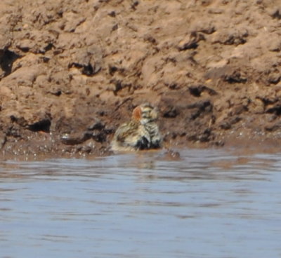 North and west of Eldorado, we stopped at a cattle watering hole. On the far side (too far away to get a clear photo with our camera, but it's evidence) was a single Chestnut-Collared Longspur (Calcarius ornatus). Others saw a Sprague's Pipit here too, but we were bringing up the rear of the caravan and missed it.