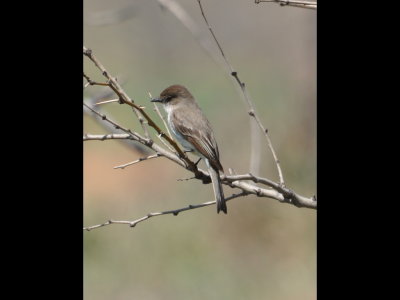 We stopped at 2-3 deserted buildings hoping to find owls; at this one we found another Eastern Phoebe.