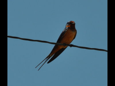 There were also several Barn Swallows (Hirundo rustica) like this one.