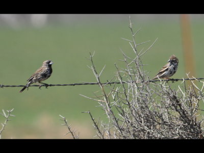 Farther down the road, we saw this pair of Lark Buntings (Calamospiza melanocorys) beginning to get their breeding colors.