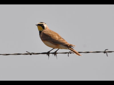 On the other side of the same road was this lone Horned Lark (Eremophila alpestris).