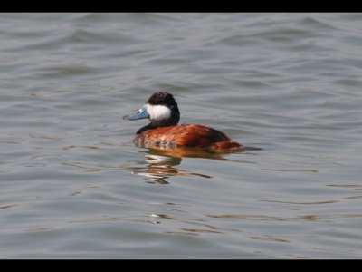 At the end of the day's tour, we stopped again at Altus City Lake. This adult male Ruddy Duck (Oxyura jamaicensis) was obligingly close to shore.