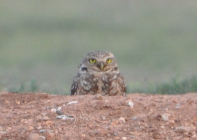 Mary and I had not gotten good looks at the Burrowing Owls when the group went by in the morning, so we went back to the Prairie Dog village after supper and found this Burrowing Owl (Athene cunicularia) sitting up in a burrow.