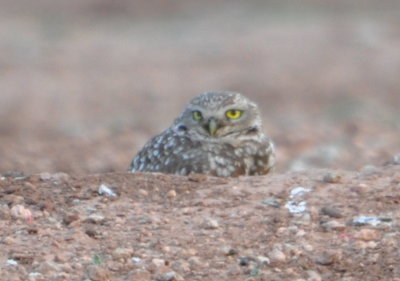 We had seen two owls fly away as we drove up and wondered whether this might be an immature owl the adults were luring us away from.
