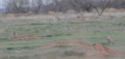 Here are the two other Burrowing Owls in the distance on either side of the photo.