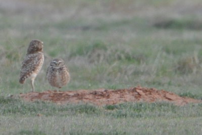 The two of them then flew together, but even farther away from us.