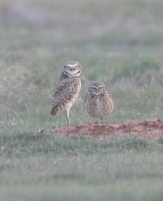 Two Burrowing Owls southwest of Altus, OK