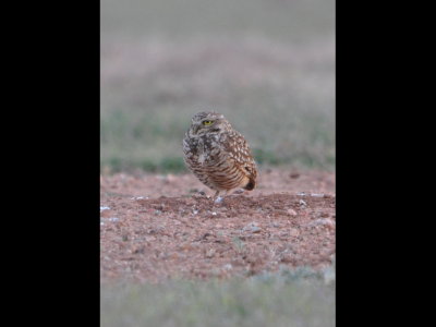 We went back to take another look at the first owl and it had climbed out of its burrow.