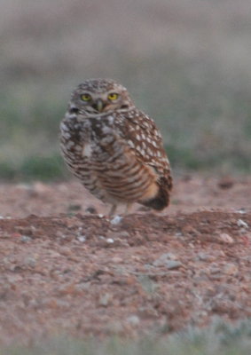 Burrowing Owl