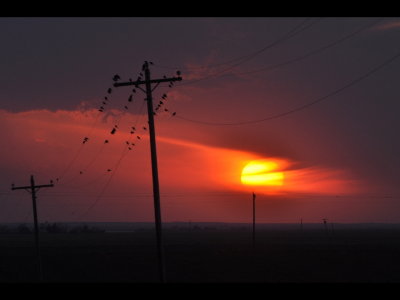 As we drove west to get to the highway to go back to town, we spotted a large group of blackbirds on the wires in the sunset.