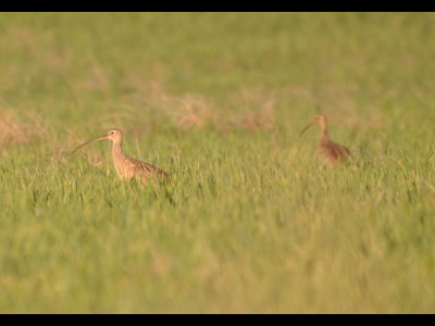 On Sunday (Easter morning), we decided to drive south of Eldorado again. In a field west of the road, we saw several Long-Billed Curlews (Numenius americanus) foraging in the grass.