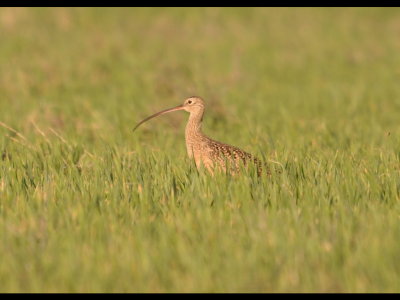 Long-Billed Curlew south of Eldorado, OK