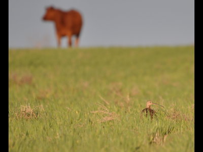 A cow and a Long-Billed Curlew feeding in the same field south of Eldorado, OK, on Easter morning