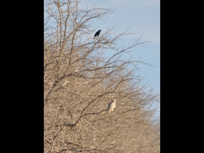 We went looking for the Verdin again and struck out again. With the help of some noisy American Crows (Corvus brachyrhynchos), we did find a pair of Great Horned Owls nesting above the road. Here a crow sits above one of the owls, taking a respite from its harassing. The owls were lighter than usual.