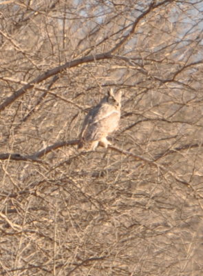 The crow gave up, but the owl lingered near its nest.