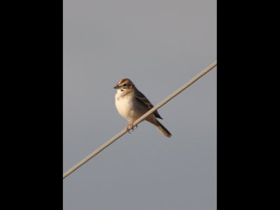 Lark Sparrow on a wire