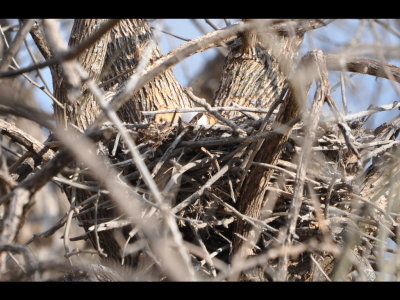 We think that little white puffball on the nest is a Great Horned Owl chick.