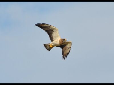 This Swainson's Hawk (Buteo swainsoni) took off from its perch in a tree, but Mary got some good pictures of it on the wing.
