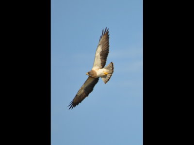 Swainson's Hawk south of Eldorado, OK
