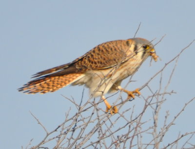 We also spied this American Kestrel (Falco sparverius) with a grasshopper in its mouth.