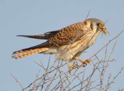 American Kestrel with grasshopper