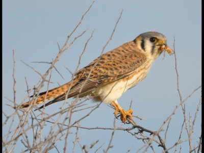 American Kestrel south of Eldorado, OK