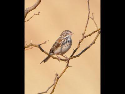 There were 4-5 Vesper Sparrows (Pooecetes gramineus) at the edge of the field that flew from bushes into a bare tree.