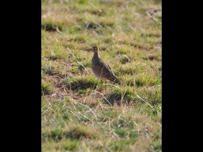 We turned north and came upon this Upland Sandpiper (Bartramia longicauda) in a field on the east side of the road.