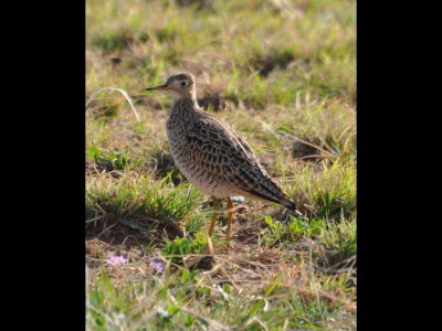Upland Sandpiper southwest of Eldorado, OK