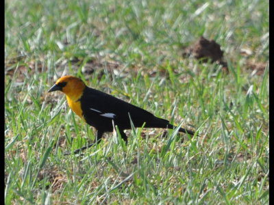 Turning west toward Hollis, we saw blackbirds on the ground among cattle, including this Yellow-Headed Blackbird (Xanthocephalus xanthocephalos).