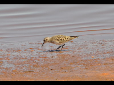 After lunch in Elk City, we went to Elk City Lake and found this Baird's Sandpiper (Caladris bairdii) on the west side of the lake.